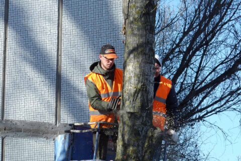 Tree Crown Reductions Cardiff