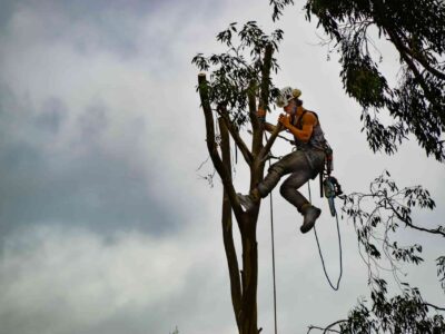 Fakesville tree surgery services