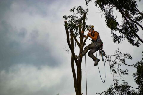 Tree Surgery Company in Fakesville