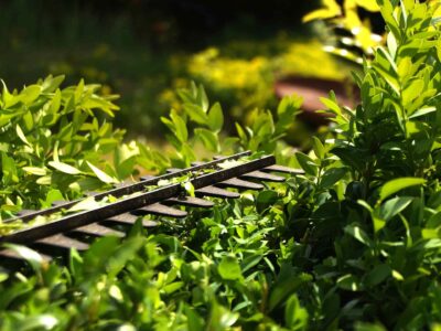 Hedge trimming near me Fakesville