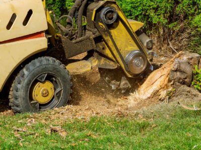 Tree stump grinder Fakesville