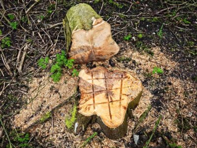 Tree stump grinding Fakesville