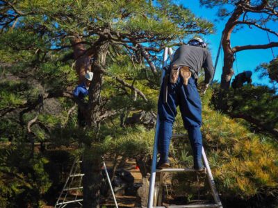 Tree trimming cost Fakesville