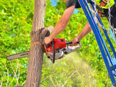 Tree felling near me Fakesville