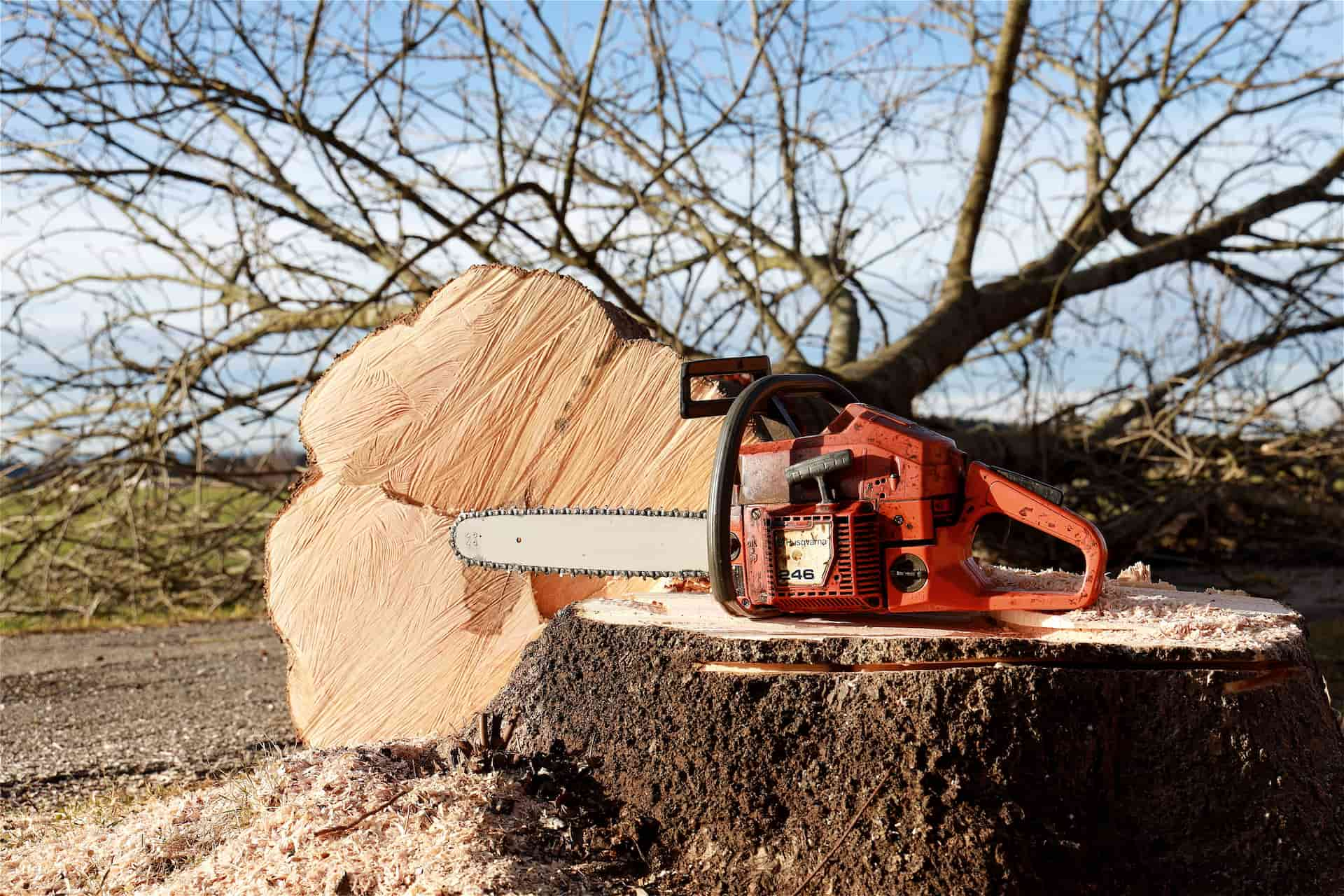 Tree felling experts Cardiff