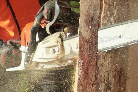 Local Tree Surgeons Cardiff