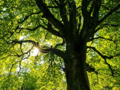 Tree trimming near me Fakesville