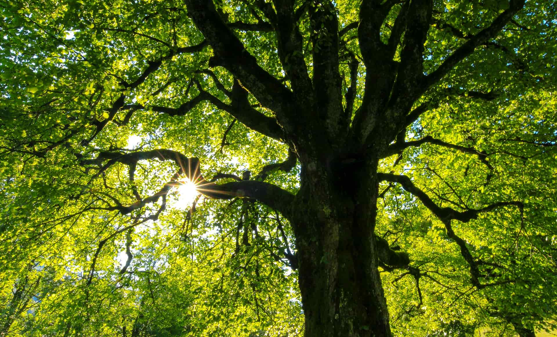 Tree surgeons near me Cardiff