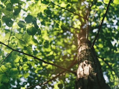 Fakesville tree trimming