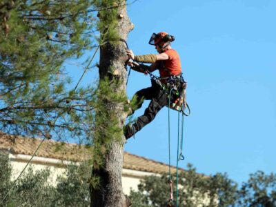 Tree crown reduction Fakesville